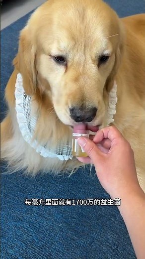 Revolutionary Dog Breath Freshener: The Morning Miracle for Stinky Paws