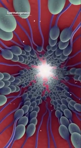 🔬 Inside the Male Body: 3D Visualization of Hormonal & Reproductive Functions