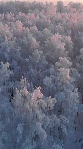 This Is So Beautiful Amazing Pink Frost On The Trees At Sunset #asmr #nature #dji #winter #snow