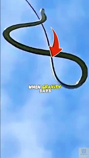 This Snake Takes to the SKY!