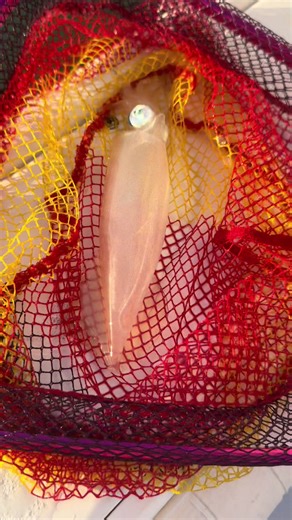 Squid can change color in seconds thanks to specialized cells called chromatophores. Watching it happen up close after he inks is unreal 🦑 #TideTribe #Squid #Fishing #Florida #Ink