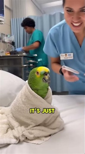 PARROT Threatens Nurse: "You'll Need YOUR Vitals Checked!" 🦜😂