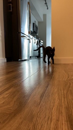 Adorable Cat Sideways Hops Compilation | Funny Cat Videos