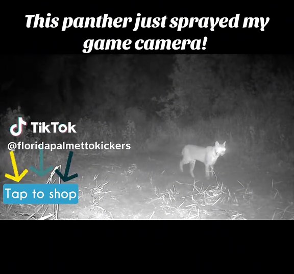 Why did this panther do this? #hunting #deerhunting #Huntingseason #trailcamera