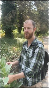 Le bouillon blanc, vous connaissiez ? 🌼 Facilement reconnaissable à sa tige duveteuse et ses belles fleurs jaunes, le bouillon blanc est bien plus qu’une jolie plante sauvage 🌿 👉 Il est traditionnellement utilisé pour soulager les voies respiratoires, grâce à ses propriétés adoucissantes ! 🎥 Dans cette vidéo, découvrez comment l'identifier ✨ Envie d’apprendre à transmettre ce type de savoir ? 📣 Notre nouvelle formation en ligne "Animateur Plantes Sauvages" est encore en préventes à -50 % ju