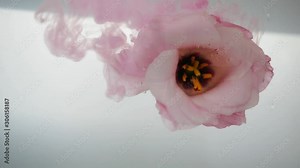 Fresh rose with a beautiful pink core is in cold, crystal clear water. A stream of rose water pours on a flower from above. Stock Video