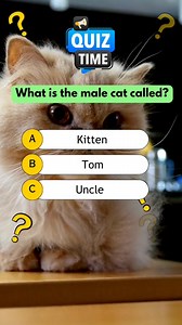 89K views · 4.9K reactions | What is the male cat called? #quiz #quiztime #quizreels #popquiz #triviaquiz #generalknowledgequiz #braingame #educational #science #englishquiz #englishteacher #learnenglish | Kaboom Quiz | Facebook