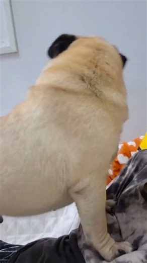 This pug is being affectionate again! #AffectionateDog #Pug #reelsfb #dog #pug #Familypugs