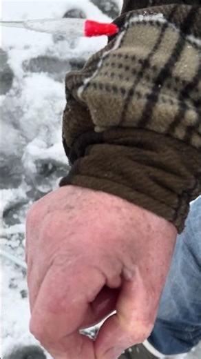 Forelle Pose Bienenmade Eisngeln #fishing #angeln #fish #eisangeln