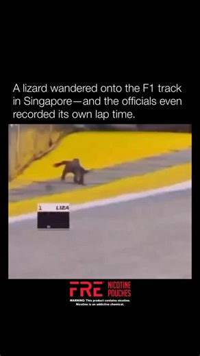 3.1M Commanders on Instagram: "During the 2024 Formula 1 Singapore Grand Prix weekend, a monitor lizard made its way onto the Marina Bay Street Circuit during free practice, prompting officials to red-flag the session so marshals could safely remove it. Drivers, including Fernando Alonso, had to carefully navigate around the reptile before the action could continue. While monitor lizards aren’t strangers to Singapore’s race—similar incidents have occurred before—it never fails to amuse when wild