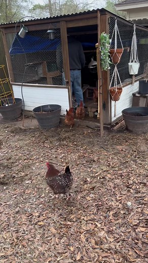 Chicken Mom on TikTok