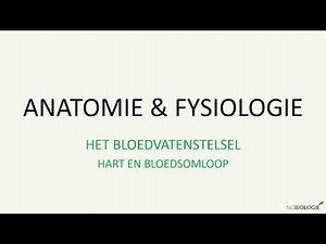 Heart and circulatory system