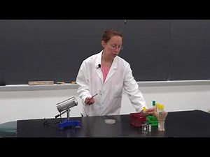 Aseptic Bacteria Transfer - Techniques Demonstration