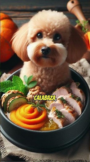 Vomiting in Dogs: What to Do and What to Feed Them? 🍲🐶