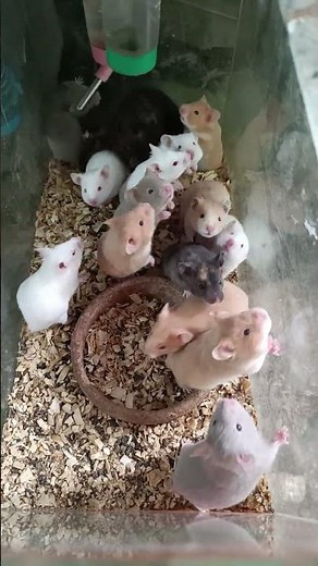 Teddy Bear Hamsters – Premium Feeders for Healthy, Happy Reptiles!