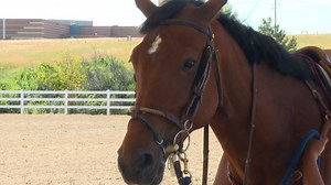 Colorado Horse Park takes steps to protect animals after virus outbreak