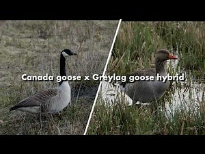 Canada goose x Greylag goose hybrid