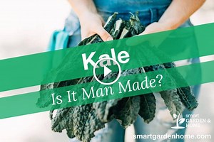 Is Kale Man-Made or Natural? - Smart Garden and Home