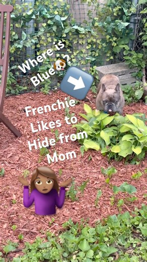 HIDE AND SEEK FRENCHIE LIKES TO HIDE FROM MOM IN THE GARDEN WHERE IS BLUE? #frenchbulldog #frenchies