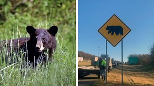 Bear Crossing: Signs installed along Interstate-40 warning drivers of black bears