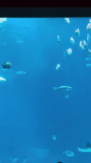 #whaleshark #zebrashark #georgiaaquarium #calm #ocean #oceanvoyager #fish