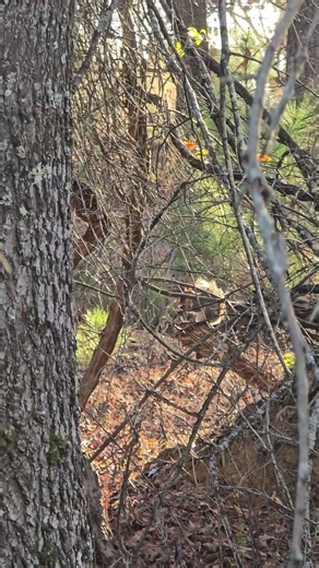 Time to start hunting some tree rats