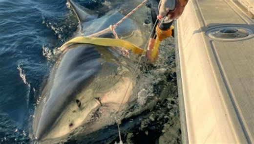 Huge great white shark, among Atlantic's largest, spotted in Canadian waters - The Weather Network