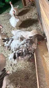 Every🪿 goose is fed, cozy, and tucked in for bedtime 🌙#Goodnight #goose #blackswan 🦢🩶