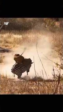 Lioness Ambushes Zebra: The True Masters of the Hunt 🤯