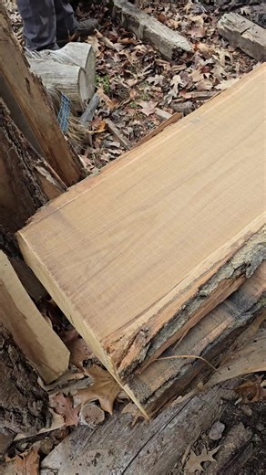 American Chestnut #fyp