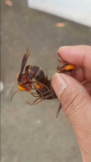 Why Farmers Raise Hornets: The Unique Process of Hornet Mating and Farming