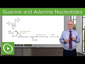 Paths to Guanine and Adenine Nucleotides – Biochemistry | Lecturio