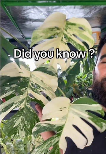 Monstera Albo: From Tissue Culture to Rare Plant