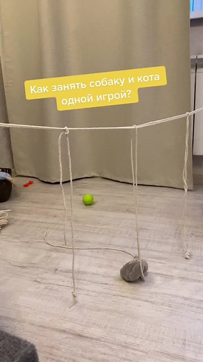 #игрыдлясобак #игрыдлякотов #собакиприколы #котыприколы