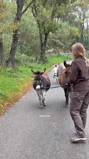 Suite à un commentaire de la précédente vidéo affirmant que « Avec des ânes c est plus compliqué » nous avons voulu démontrer l’inverse. Preuve à l’appui avec un embarquement fluide, rapide et sans aucune difficulté, parfaitement comparable à celui des chevaux 😄 Myrtille, Merveille et Buzz ont ensuite réintégré le troupeau des poulains 🥰 | Mérilver - Élevage chevaux de couleurs -