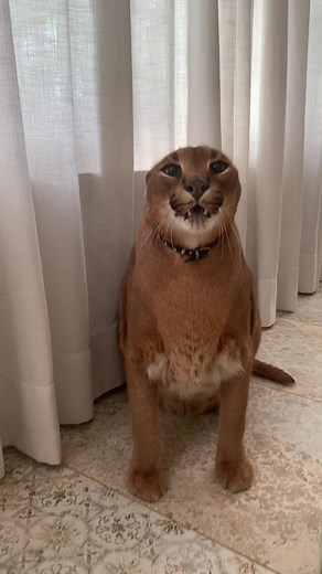 Pumba is flopping cute! Watch till the end😹