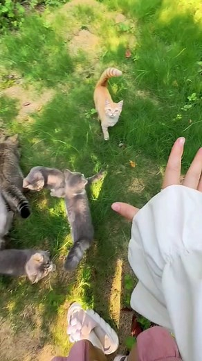 Adorable Kittens in Need of Love and Affection