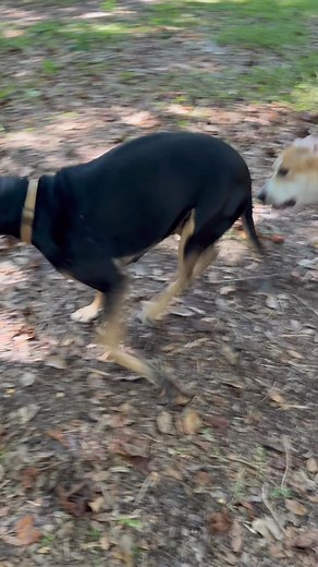 Dell and Totch | Amy Bennett Williams