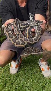 On Friday I received a call about this sleepy Coastal Carpet Python. It decided to have a snooze in the pool pump shack at a home in Twin Waters. $90 snake relocations - 24/7 - 365 ☎️ 0447711360 #carpetpython #snakecatcher #python | Snake Catcher Dan