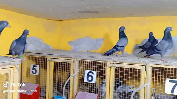 #UstadShahidKhan #KhanGroup #Zehreele #Teddy #kabootar #pakistanihighflyers #Pigeons #kabootarbazi #foryou
