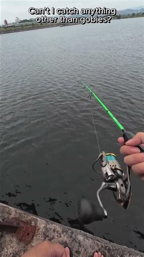 goby again #shorts #fishing