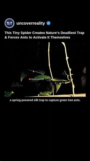 This Spider Creates Nature’s Deadliest Trap & Forces Ants to Activate It Themselves #biology #shorts