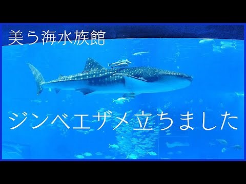 [Churaumi Aquarium] Whale Shark Zinta: An overwhelming standing whale shark [Okinawa].