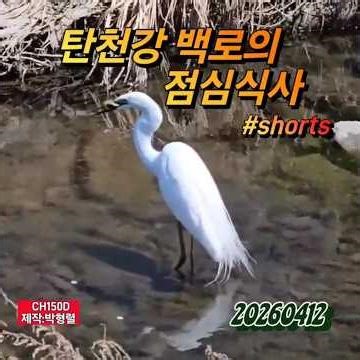 탄천 백로의 점심식사#백로새#탄천#새의종류#순간포착