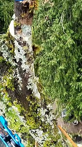 Chopping a maple 🪓 #tree | Guilty of treeson