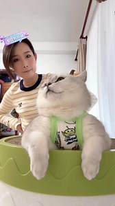 Live & Sleepy Kitty | Mèo Meme