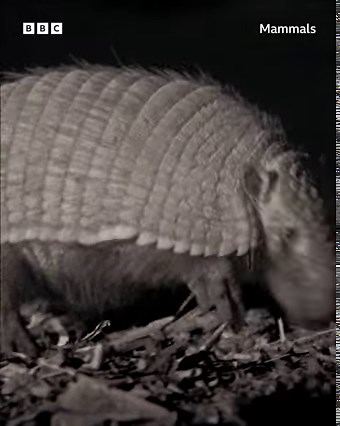 50K views · 238 reactions | This armadillo is looking for a mate, and uses his super senses to find a date in the darkness of the night. Born to survive. Built to thrive. #Mammals #iPlayer #DavidAttenborough #Nature @bbcearth | BBC One | Facebook