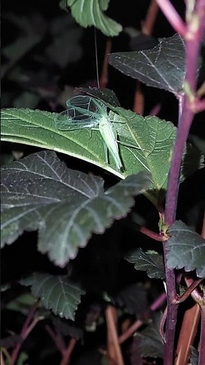 Snowy Tree Cricket singing!