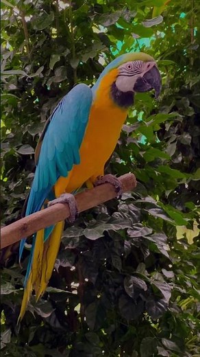 The Beauty of Rare Macaw Parrots – Nature’s Colorful Masterpieces