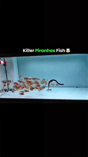 the unknown files on Instagram: "Piranhas possess one of the strongest bites among bony fish relative to their body mass, thanks to large jaw muscles. ..🤯 #instareel #reelindia #explorepage #trendingreel #reelitfeelit"